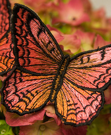 Most Popular Butterflies Collection #283
